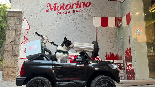 MOTORINO PIZZA BAR